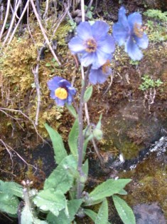 Bhutan National Flower Blue Poppy