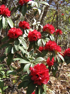 Bhutan Rhododendron Flower