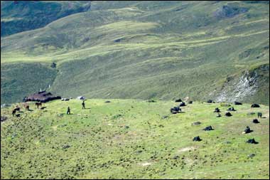 How the Bhutanese yak herders divide pastures
