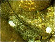 The Triplophysa stoliczkae loach found in Lingzhi Bhutan
