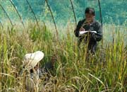 multipurpose-rice-high-yield-blast-resistant-easy-to-thresh-straw-feed.jpg
