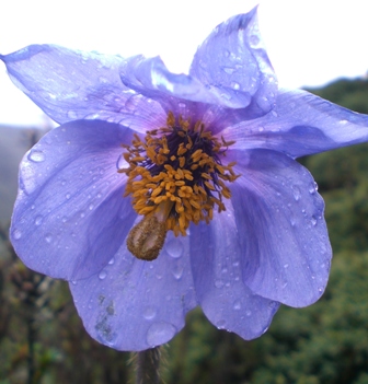 Blue Poppy Bhutan National Flower