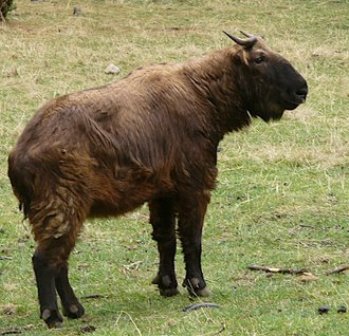 National Animal Takin
