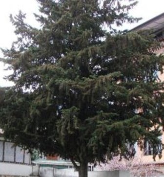 Cypress Tree National Tree of Bhutan