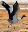 Bhutan Black Necked Cranes