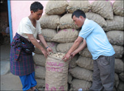 The potato has proved to be a Bhutan GNH crop