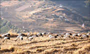 Black Necked Crane in Trashiyangtse