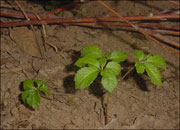 Giving home-grown ginseng a shot (in the dark!)