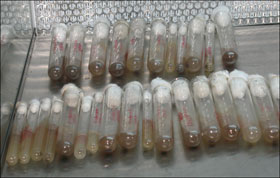 Test tube cordyceps - Artificial cultivation a real possibility