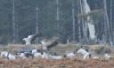 Black Necked Cranes at Phobjikha Valley Bhutan