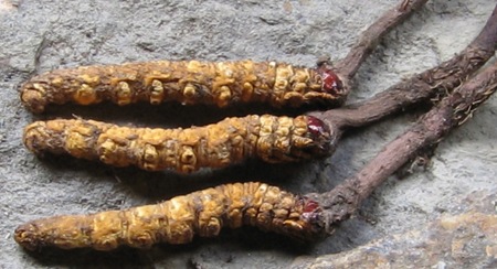 Bhutanese Cordyceps