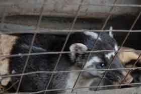 The ferret badger