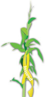 Crop Insurance
