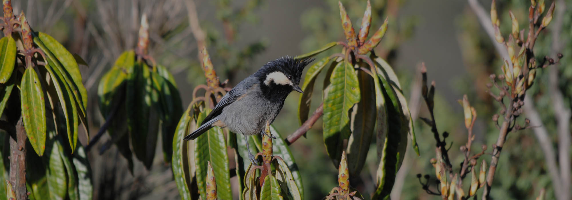 Bhutan Endangered Bird Watching