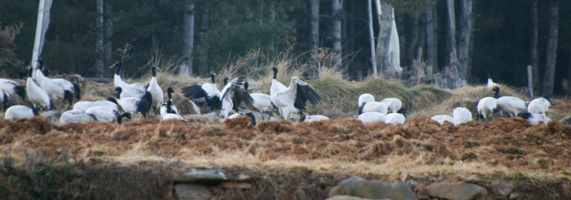 Black Necked Crane Festival